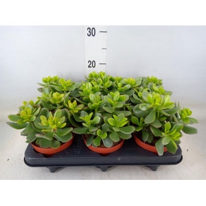 Crassula  'Minova Magic'