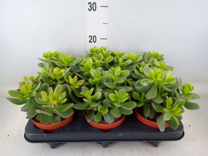 <h4>Crassula 'Minova Magic'</h4>