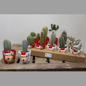 Cactus Gem In X-mass Keramiek