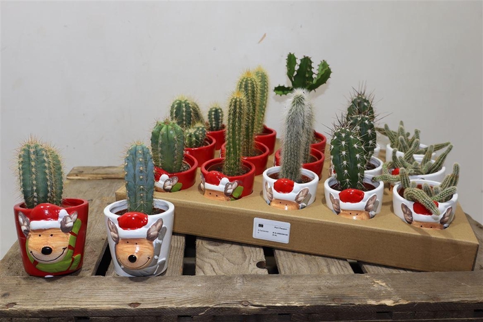 <h4>Cactus Gem In X-mass Keramiek</h4>