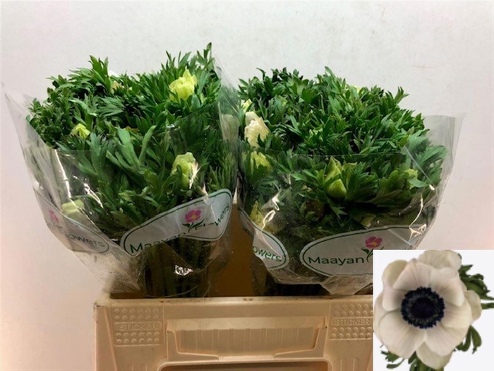 <h4>ANEM CO GALIL WIT</h4>