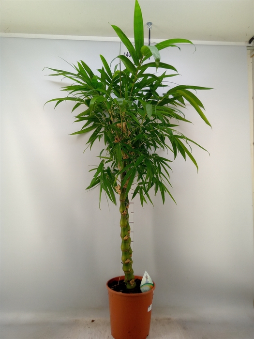 <h4>Bambusa ventricosa</h4>