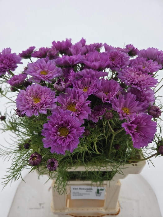 <h4>COSMOS BIPINNATUS</h4>