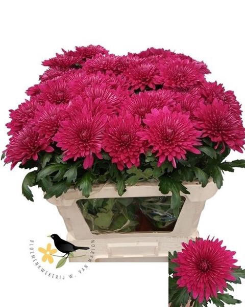 <h4>CHR G LOTSO</h4>