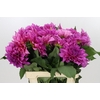 Dahlia Cafe Au Lait Rose