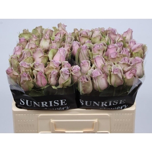 R GR SAMANTHA BRIDAL