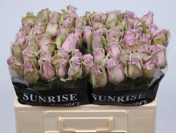 <h4>R GR SAMANTHA BRIDAL</h4>