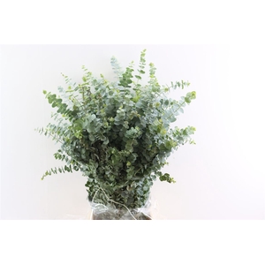 Euca Baby Blue 200gr P Bunch
