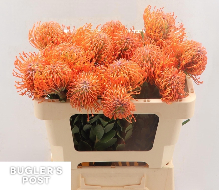 <h4>LEUCO AYOBA MAN ZEST</h4>