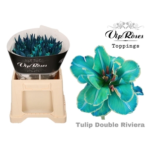 Vip Tu Du Double Riviera