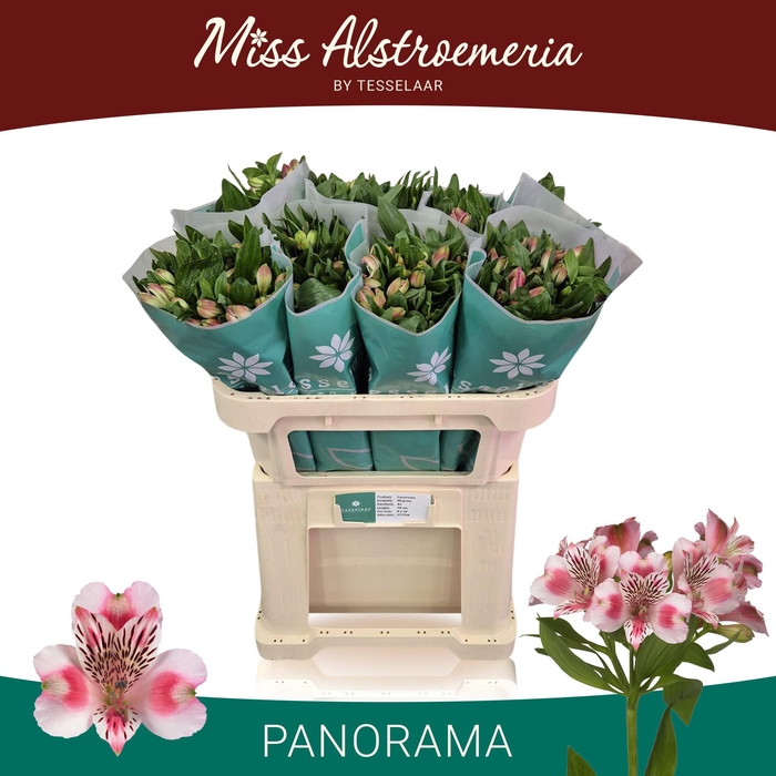 <h4>ALSTR PANORAMA</h4>