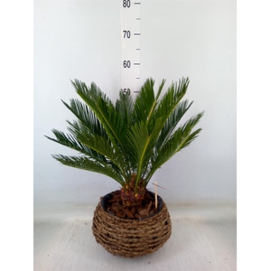 Cycas revoluta