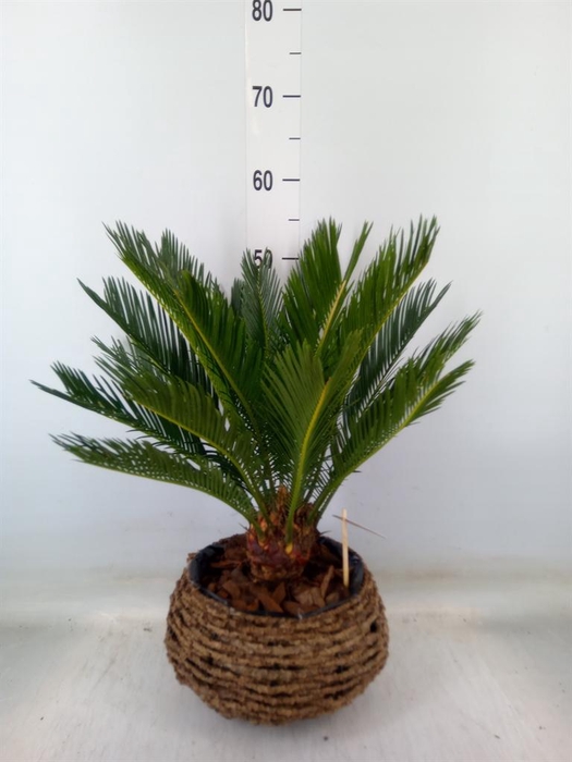 <h4>Cycas revoluta</h4>
