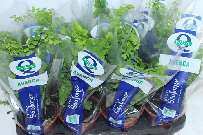 <h4>AVENCA VARIADA P15</h4>