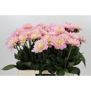 Dahlia Dianas Memory