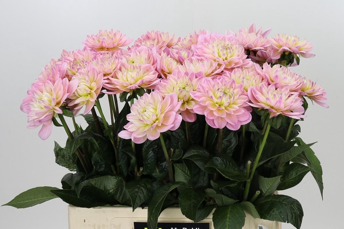 <h4>Dahlia Dianas Memory</h4>