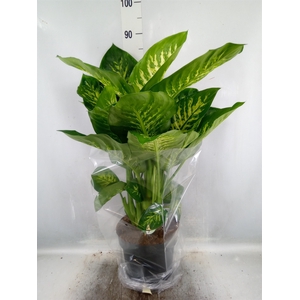 Dieffenbachia seg. 'Reeva'