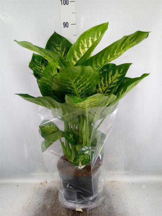 <h4>Dieffenbachia seg. 'Reeva'</h4>