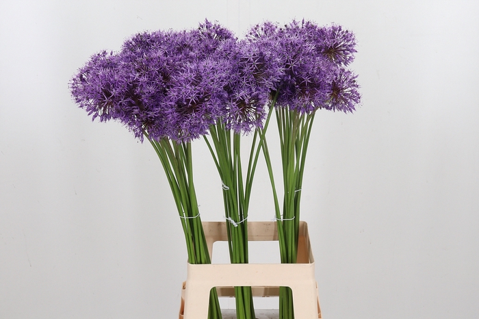 <h4>Allium Gladiator</h4>