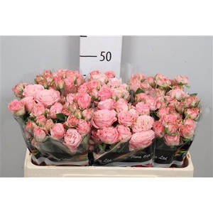 R Tr Madam Bombastic