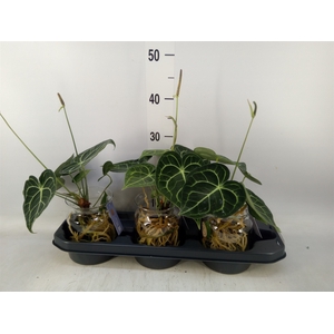 Anthurium clarinervium