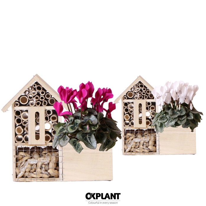 <h4>Cyclamen mix in Insect Hotel</h4>