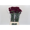 Dianthus St Purple Damascus