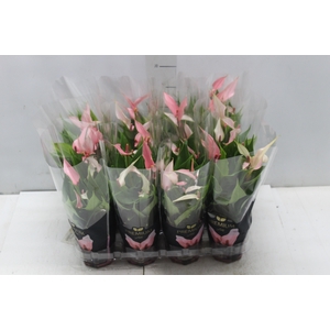 ANTHURIUM LILLI P09 PREMIUM