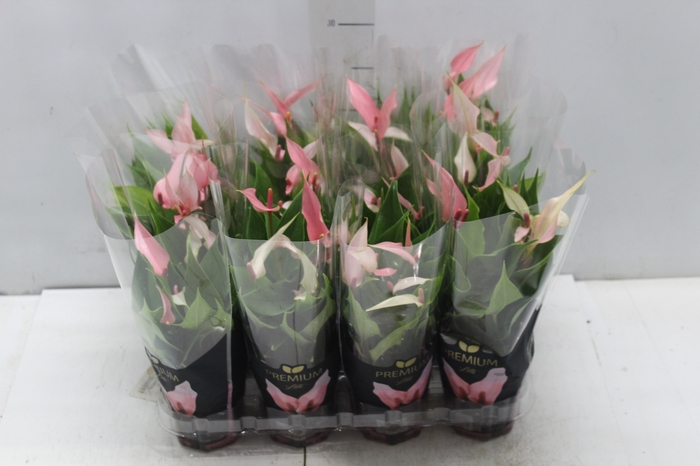 <h4>ANTHURIUM LILLI P09 PREMIUM</h4>