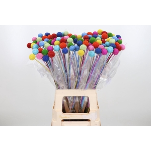 Craspedia Klb Rainbow