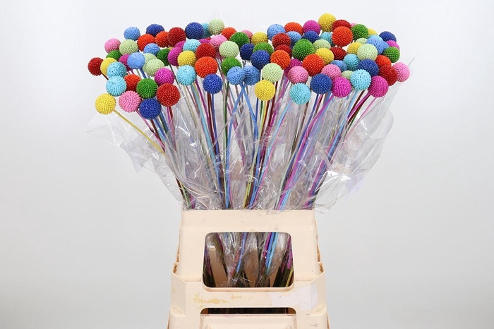 <h4>Craspedia Klb Rainbow</h4>