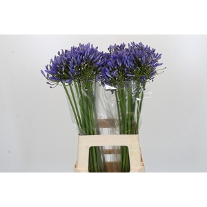 Agapanthus Blue Heaven