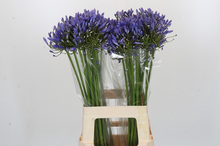 <h4>Agapanthus Blue Heaven</h4>