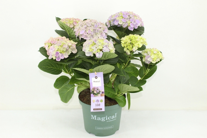 <h4>Magical Amethyst blauw</h4>