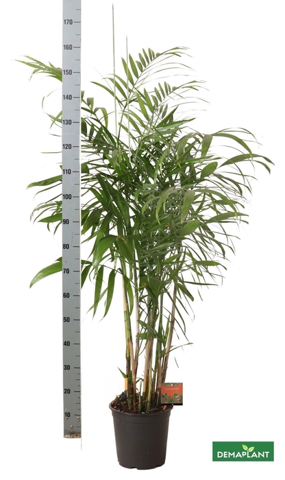 <h4>CHAMAED SEIFRIZII</h4>