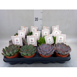 Echeveria  'Rosetta'   ...mix