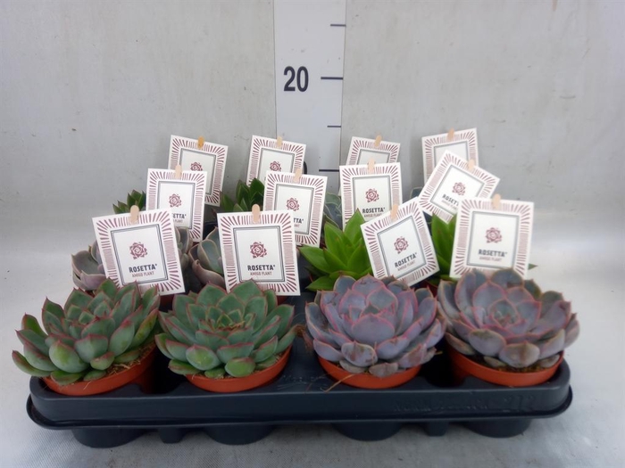 <h4>Echeveria 'Rosetta' ...mix</h4>