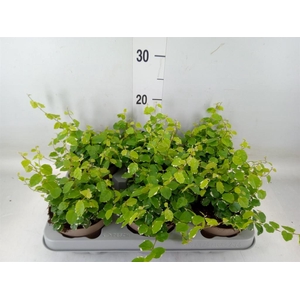 Ficus pumila 'White Sunny'