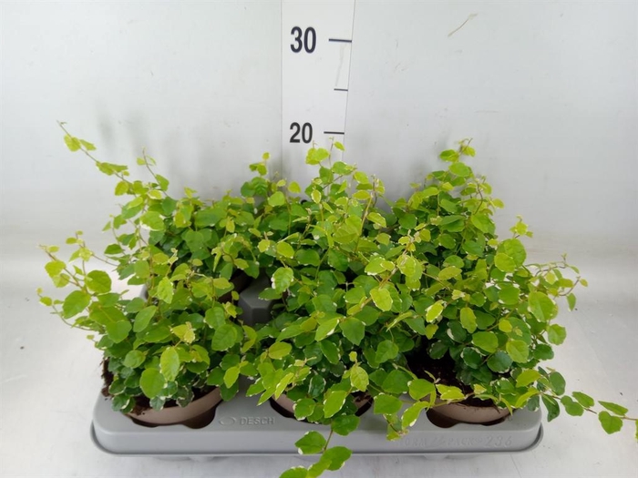 <h4>Ficus pumila 'White Sunny'</h4>