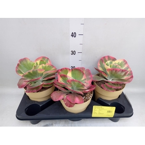 Kalanchoe NF thyrsiflora 'Red Lips'