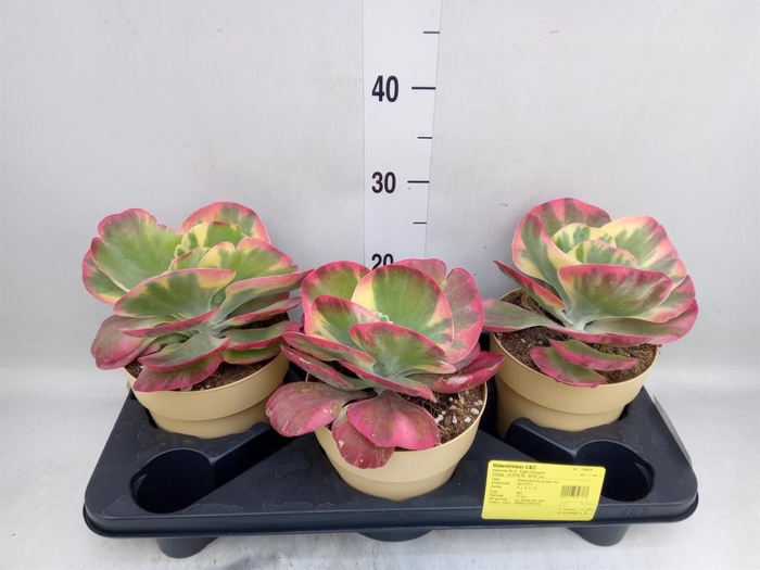 <h4>Kalanchoe NF thyrsiflora 'Red Lips'</h4>