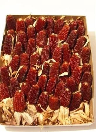<h4>ZEA MAYS STRAWBERRY</h4>