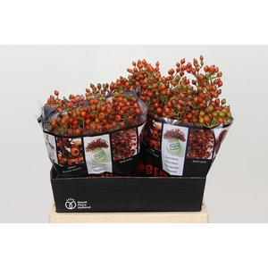 Rozenbottel Autumn Rosefruits
