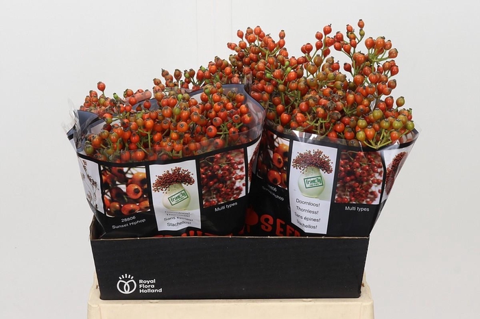 <h4>Rozenbottel Autumn Rosefruits</h4>