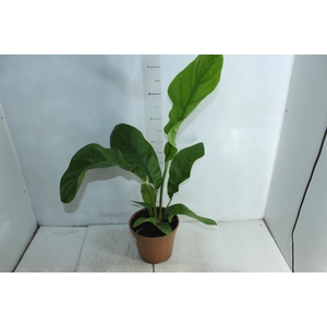 ANTHURIUM PLOWMANII P20