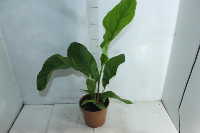 <h4>ANTHURIUM PLOWMANII P20</h4>