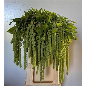 Amaranthus Ca Cycloop