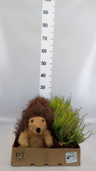 <h4>Arr.   Tuinplanten L%</h4>
