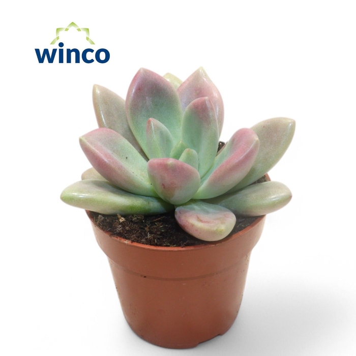 <h4>Graptoveria Rosie Crow</h4>