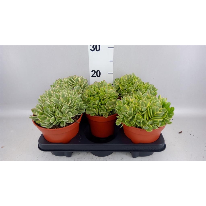 <h4>Crassula   ...</h4>